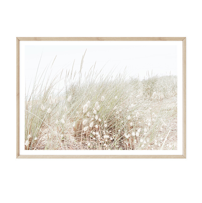 South Coastal Grass