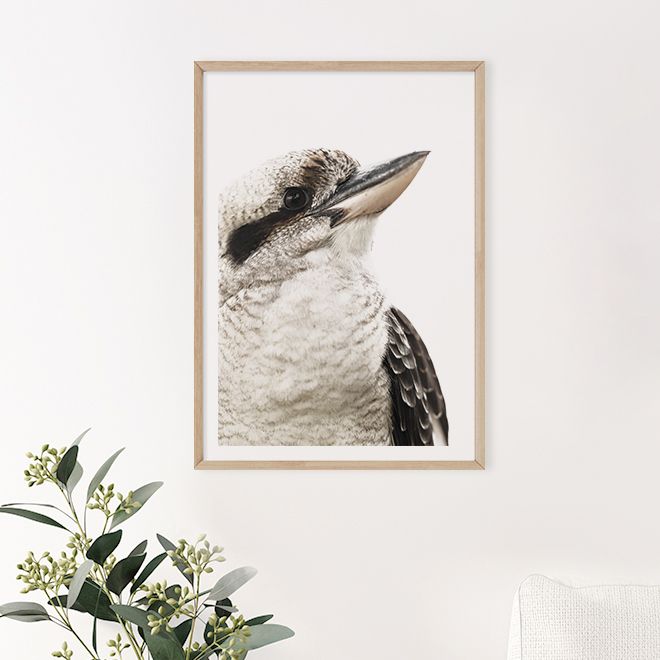 Australian Kookaburra
