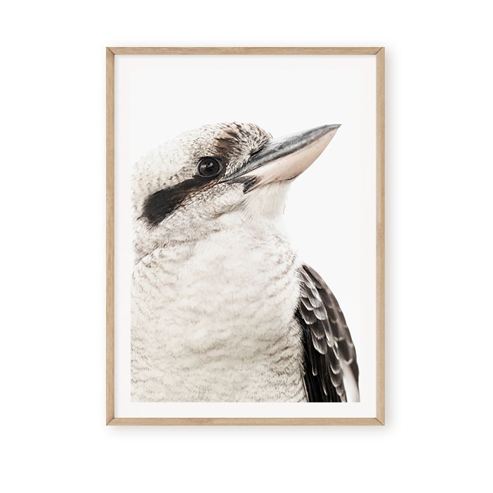 Australian Kookaburra