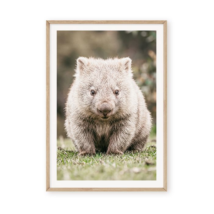 Natural Wombat