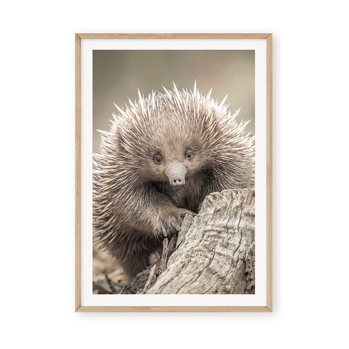 Natural Echidna