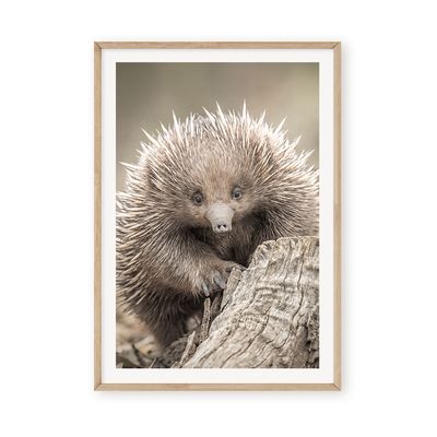 Natural Echidna