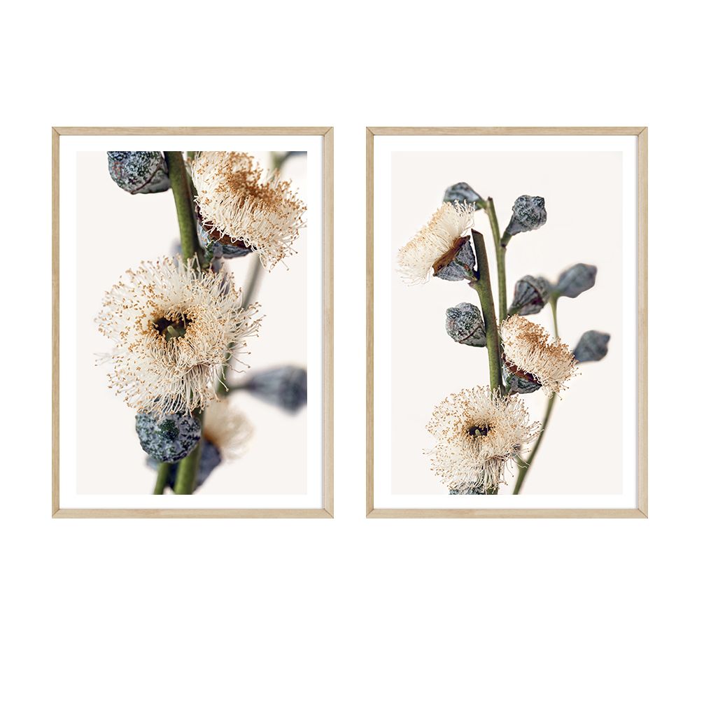 Eucalyptus Blossoms Set