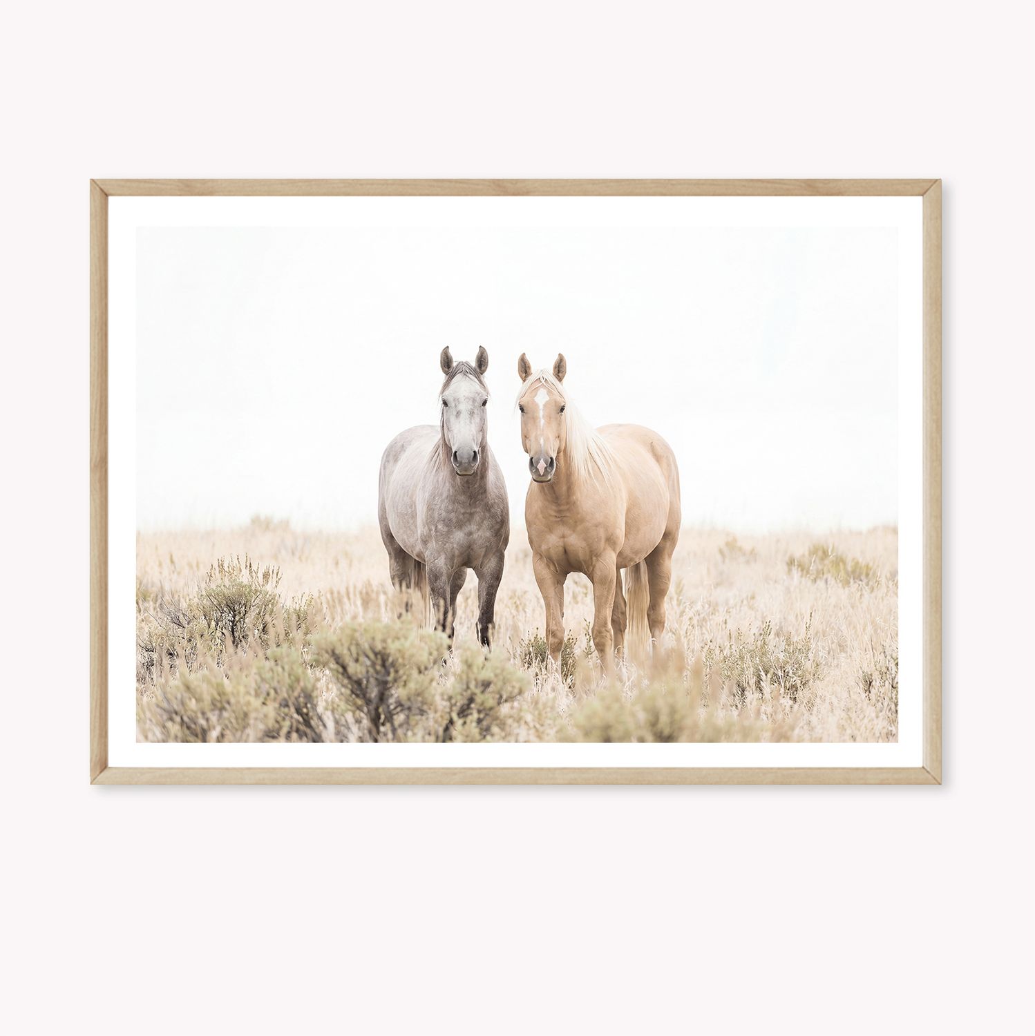Kindred Brumbies