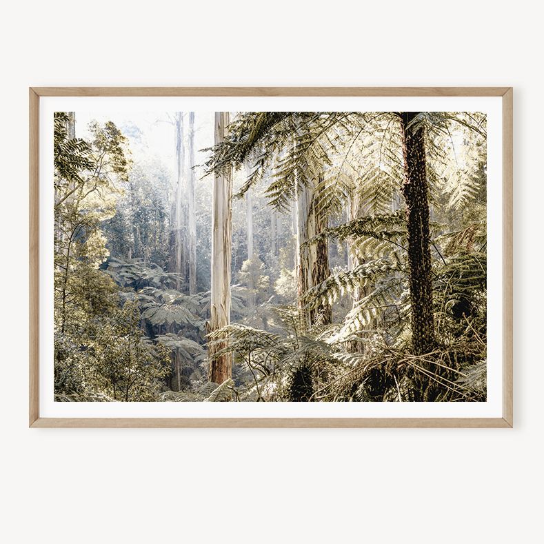 Mountain Ash Morning