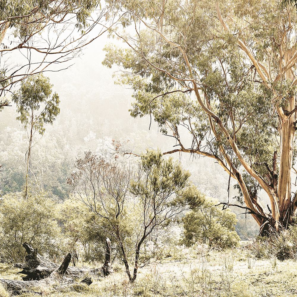 Australian Bush