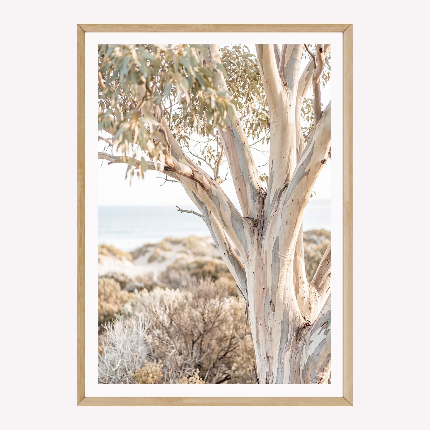 Peninsula Snow Gum