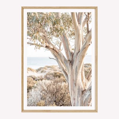 Peninsula Snow Gum