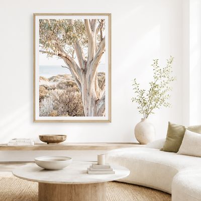 Peninsula Snow Gum