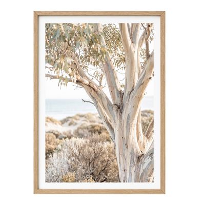 Peninsula Snow Gum