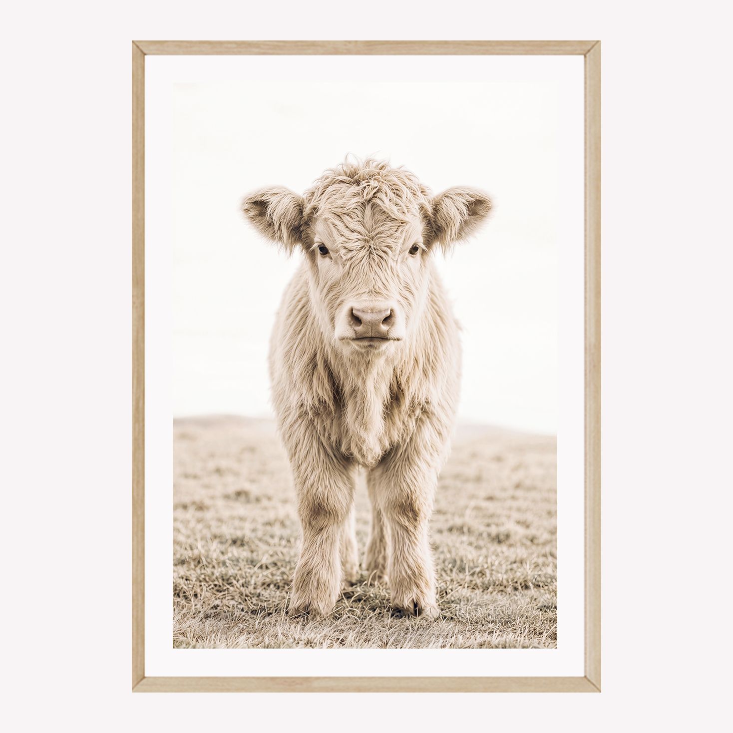 Highland Calf (portrait or landscape)