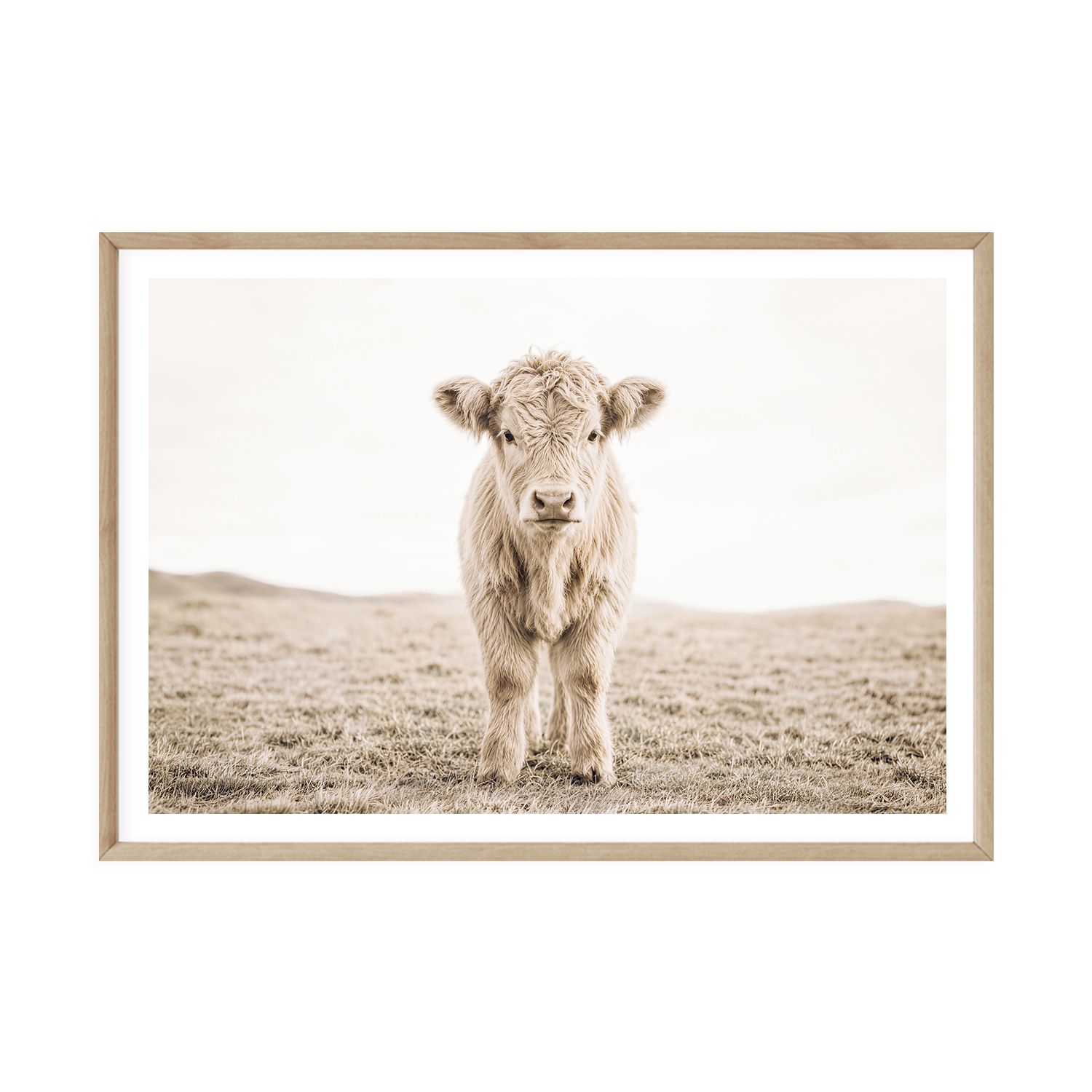 Highland Calf (portrait or landscape)