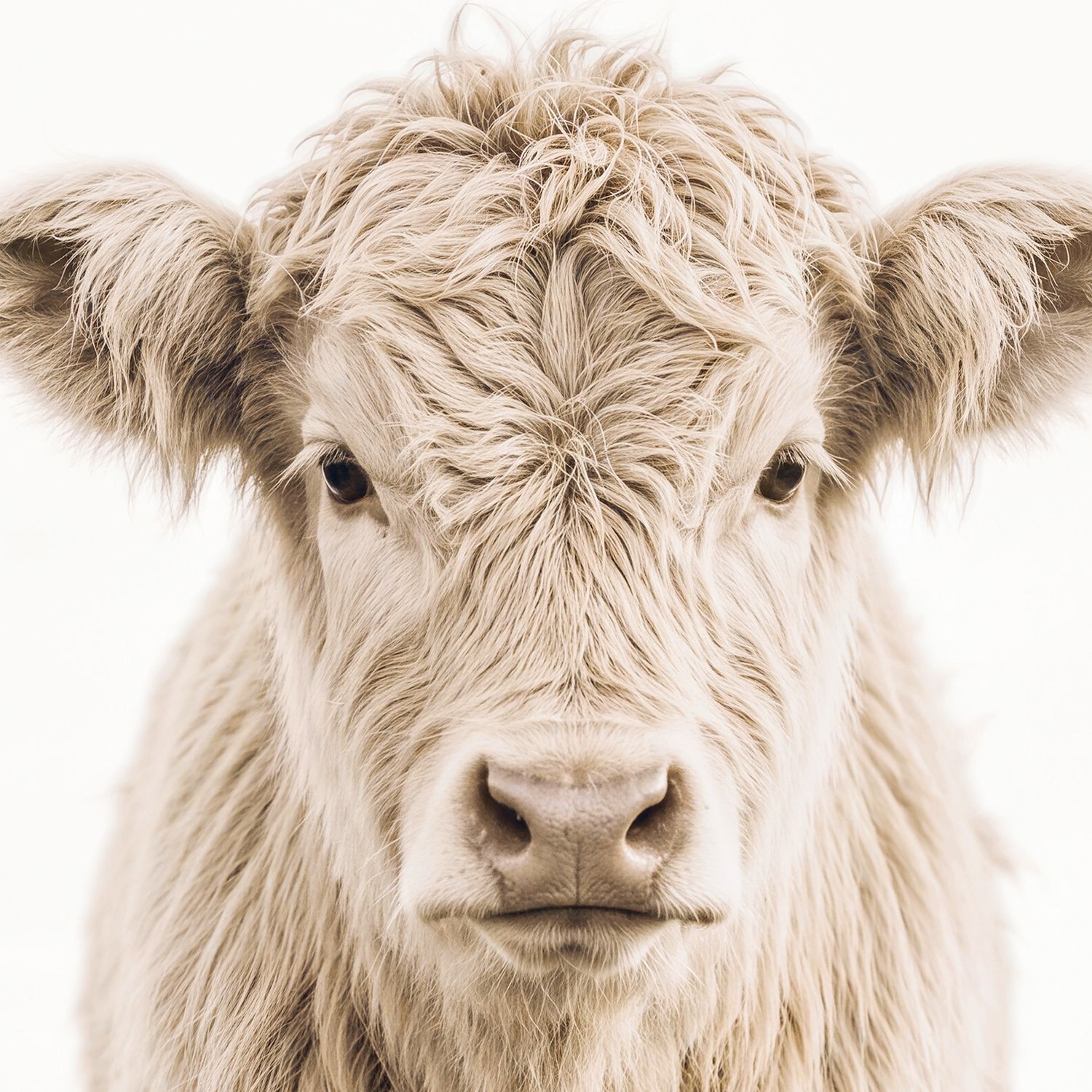 Highland Calf (portrait or landscape)