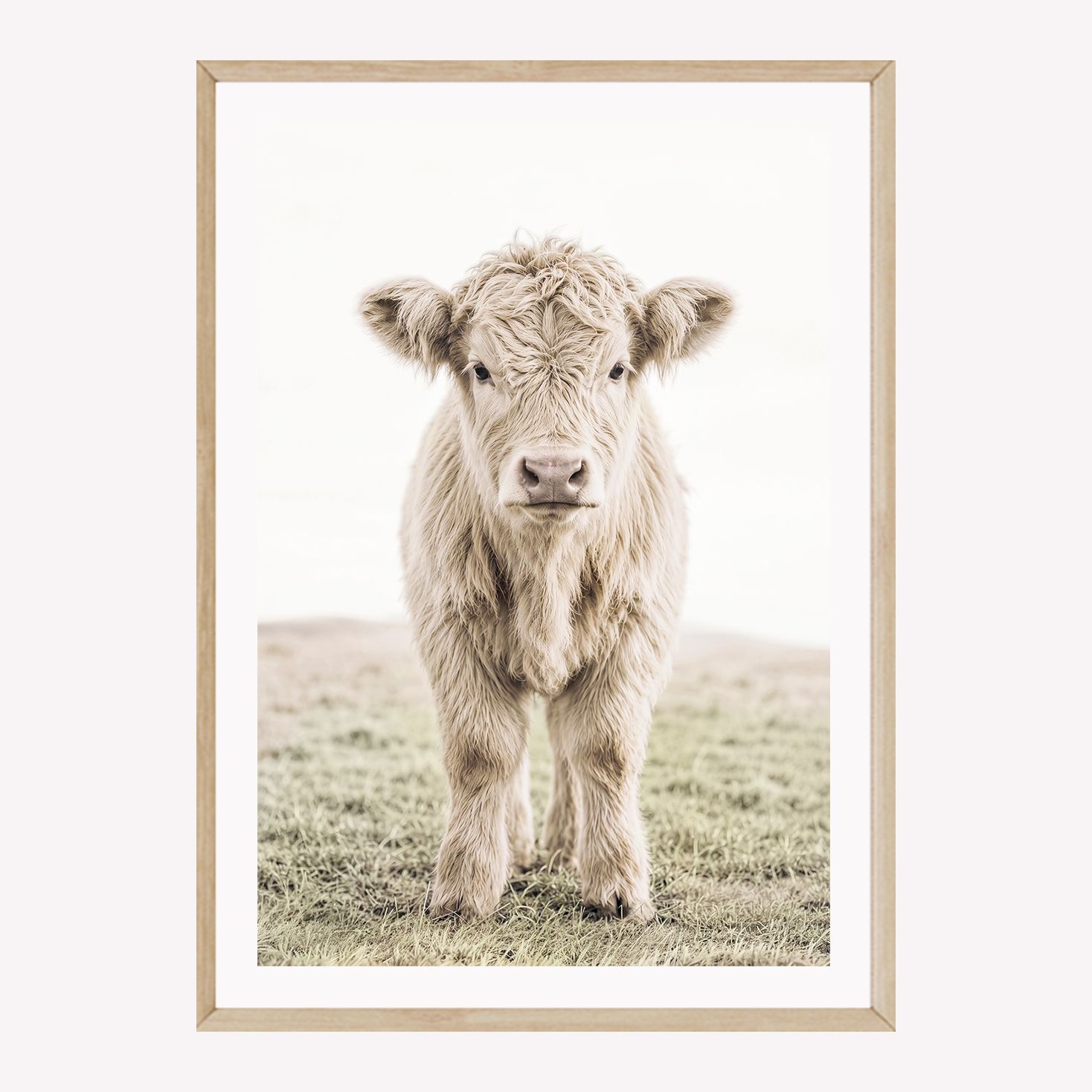 Highland Calf