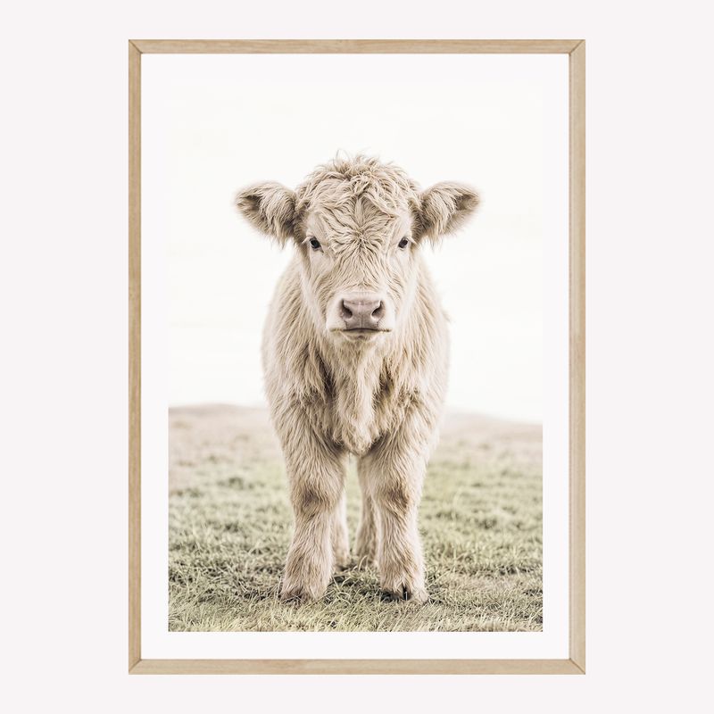 Highland Calf
