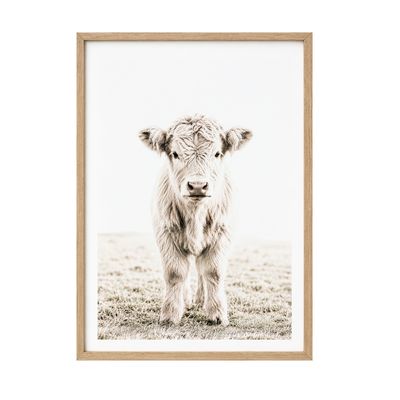 Highland Calf