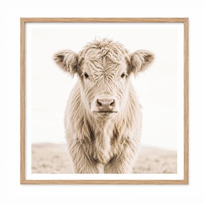 Highland Calf (square)