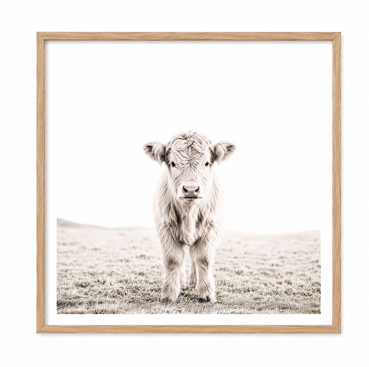 Highland Calf (square)
