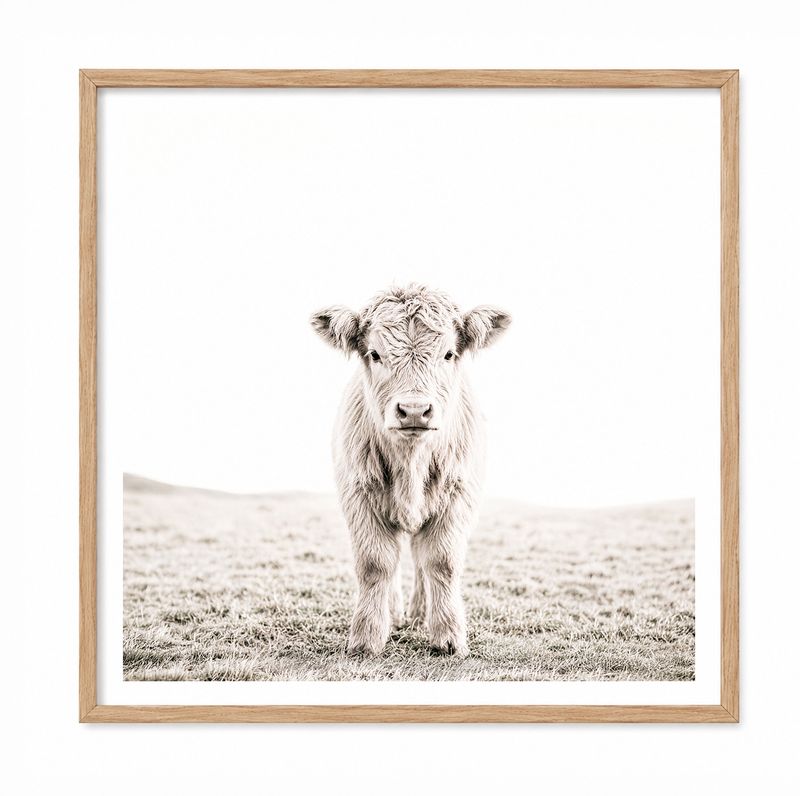 Highland Calf (square)
