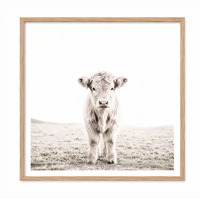 Highland Calf (square)