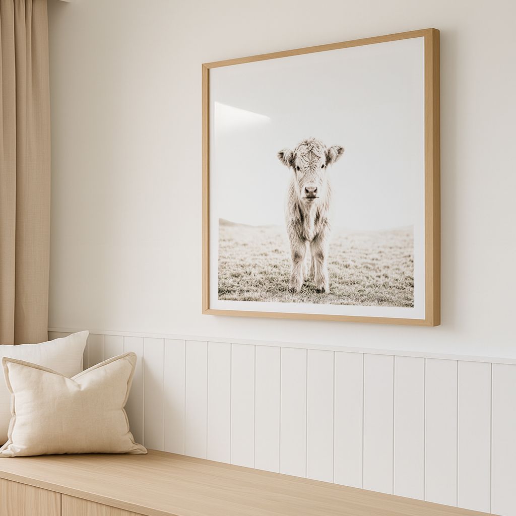 Highland Calf (square)