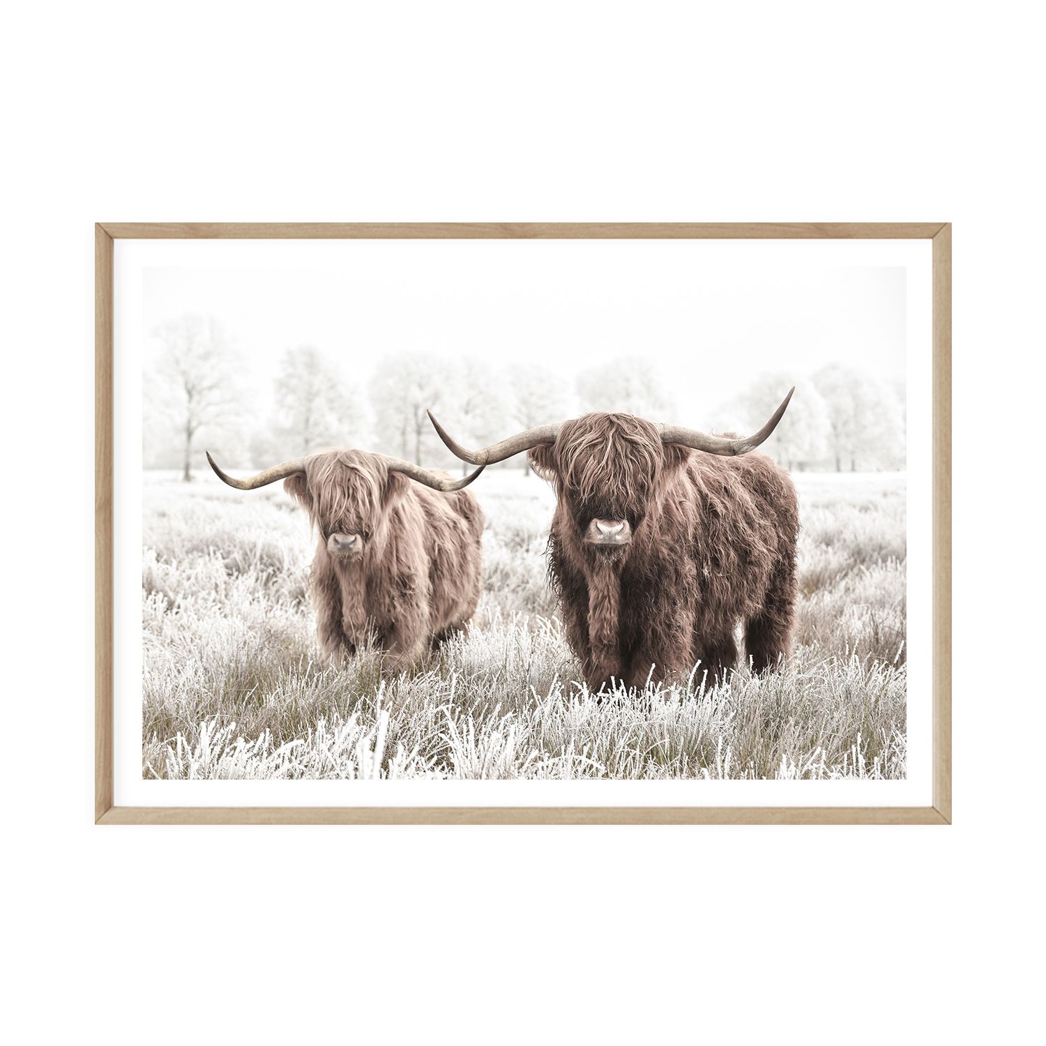 Highland Cow Pair
