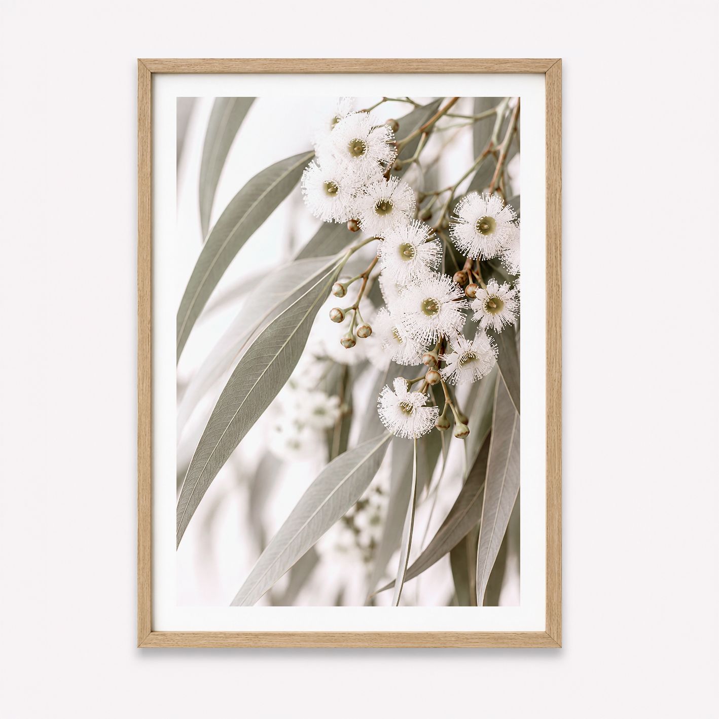 Eucalyptus Blooms