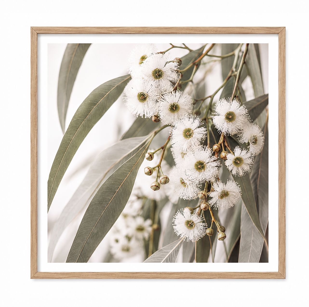 Eucalyptus Blooms (square)