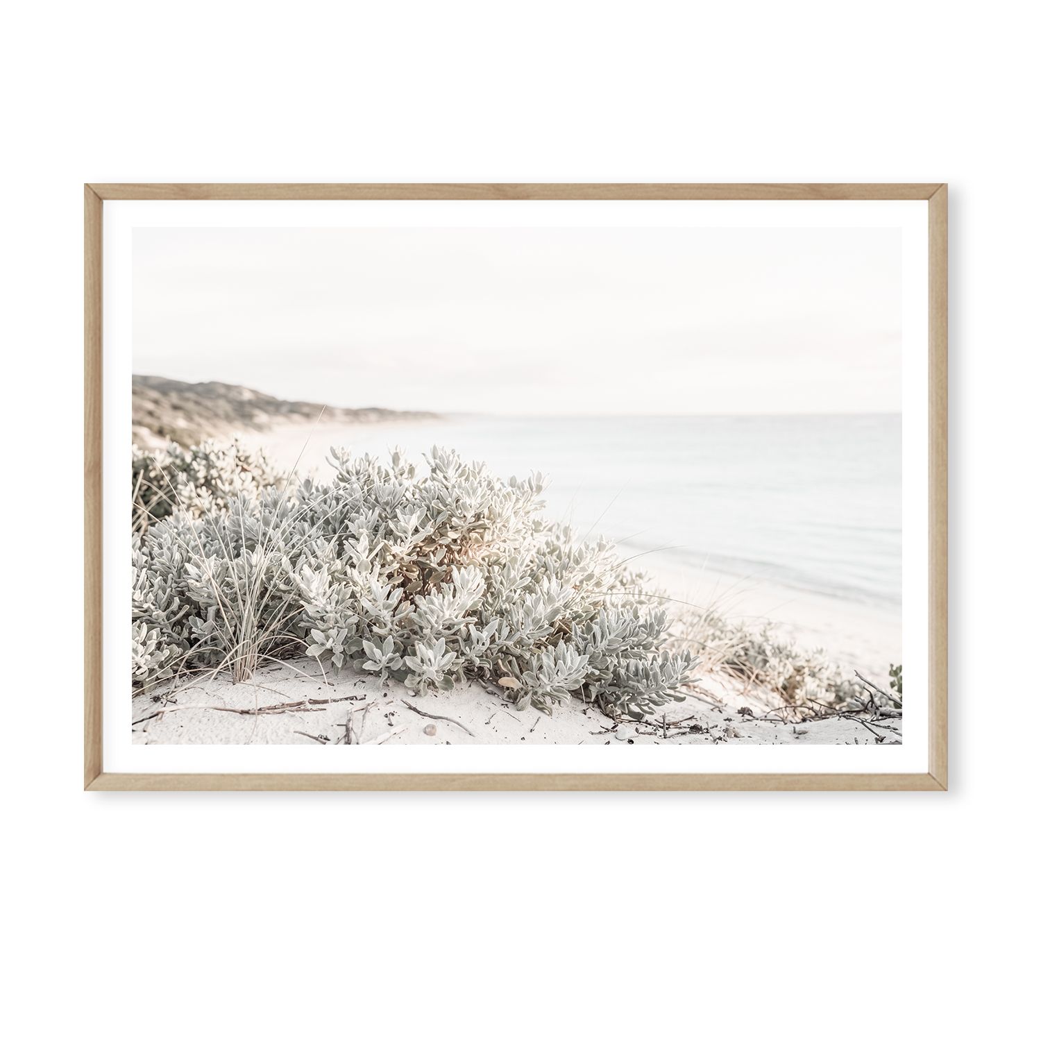 Saltbush