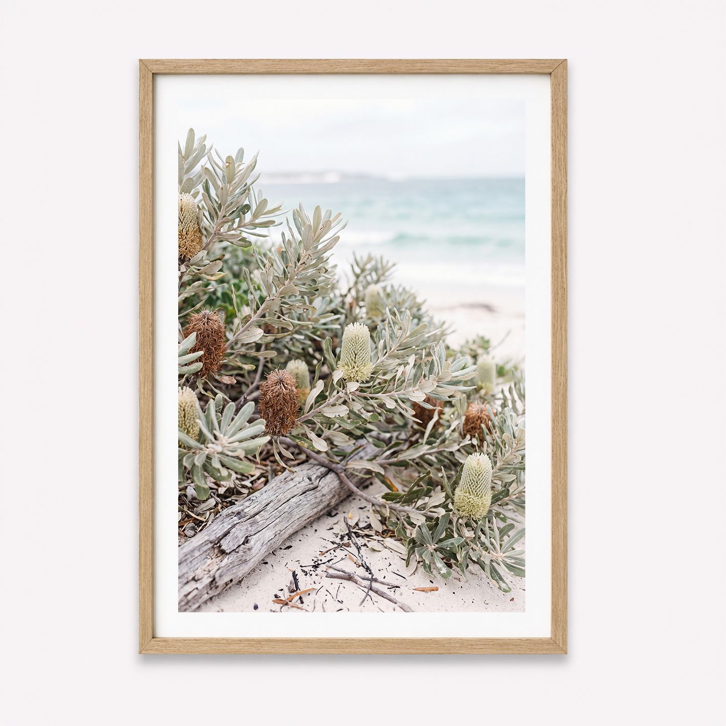 Peninsula Banksia