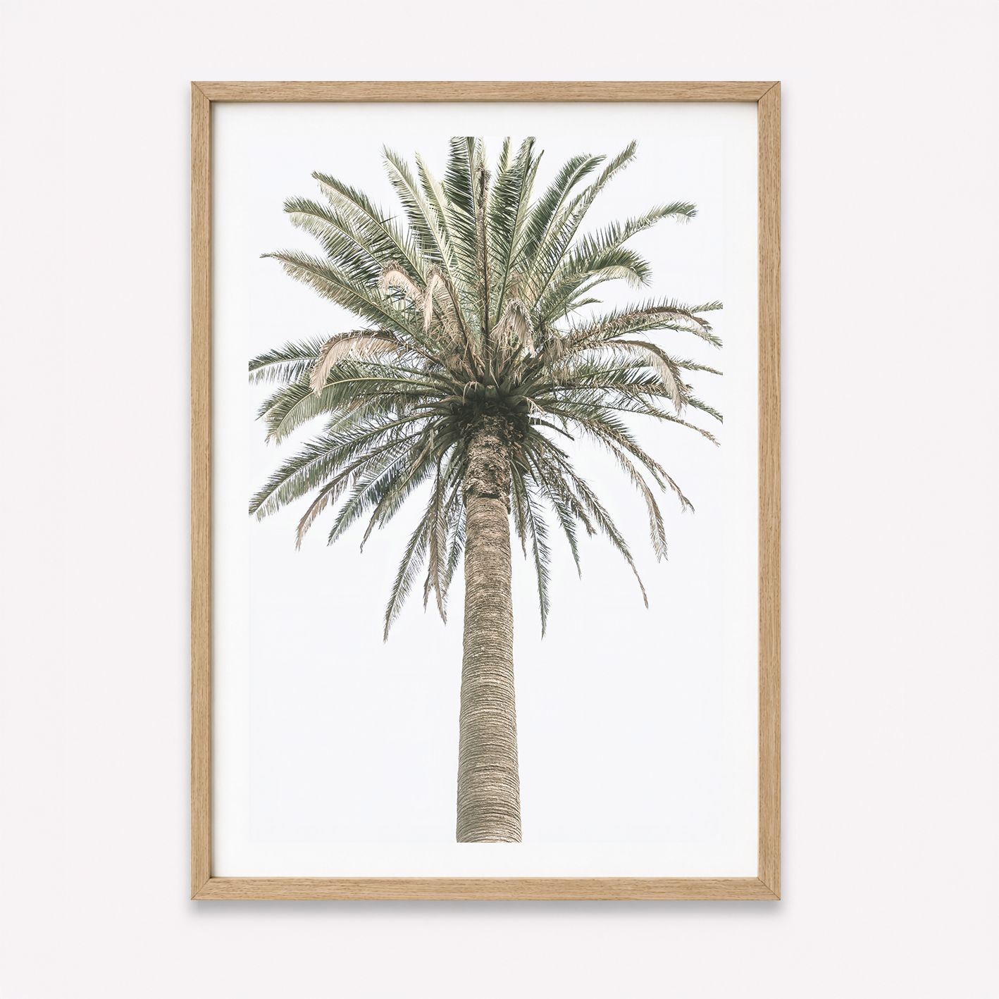 Paradiso Palm 26