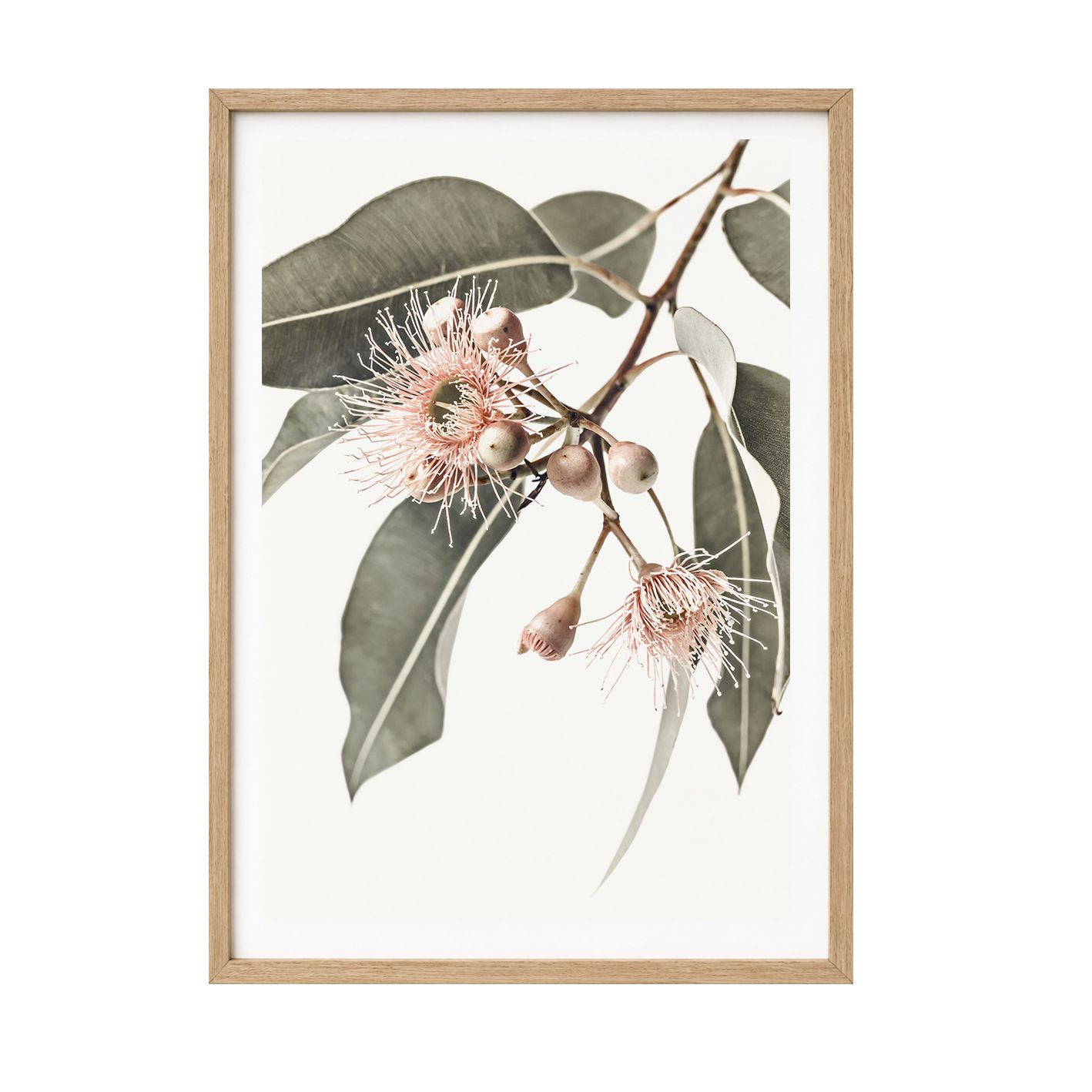 Eucalyptus Gum Blossoms 26