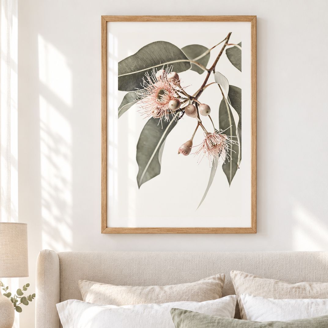 Eucalyptus Gum Blossoms 26
