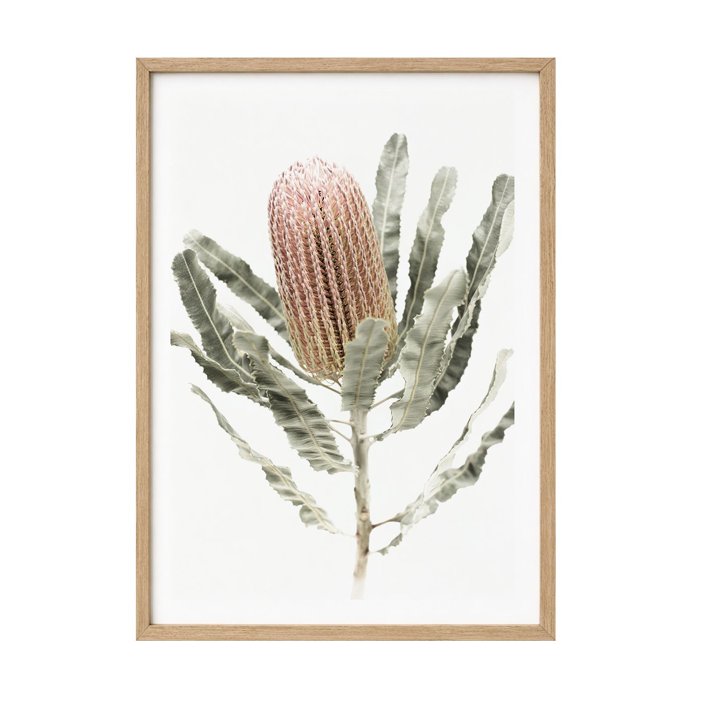 Banksia 26 &amp; Eucalyptus Gum Blossoms 26 Set