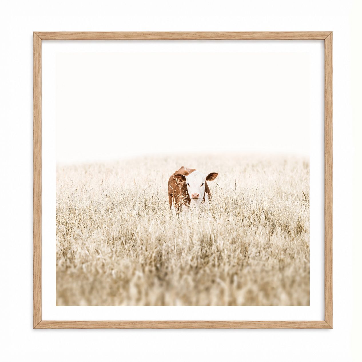 Little Wanderer (square)