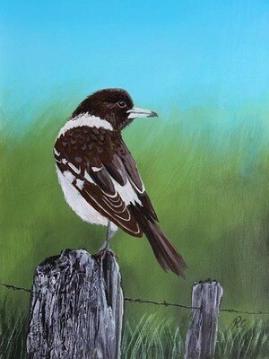 Bird paintings of Robert Corcoran