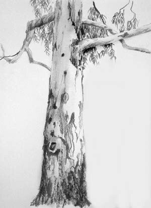 Drawing and Painting Gum trees