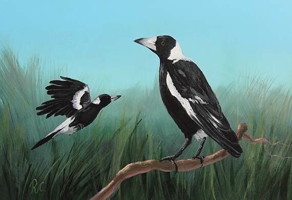 Australian Bird Series of Paintings - Maggies - 30x40cm , original painting on board, Robert Corcoran, take off 30%