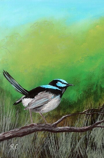 Superb Blue Wren painting