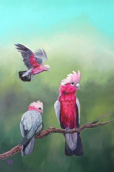 On Special Offer,use code inside : Galahs - oils on wood panel, 30x40cm