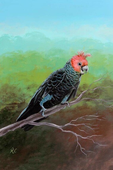 Painting of Gang Gang Cockatoo