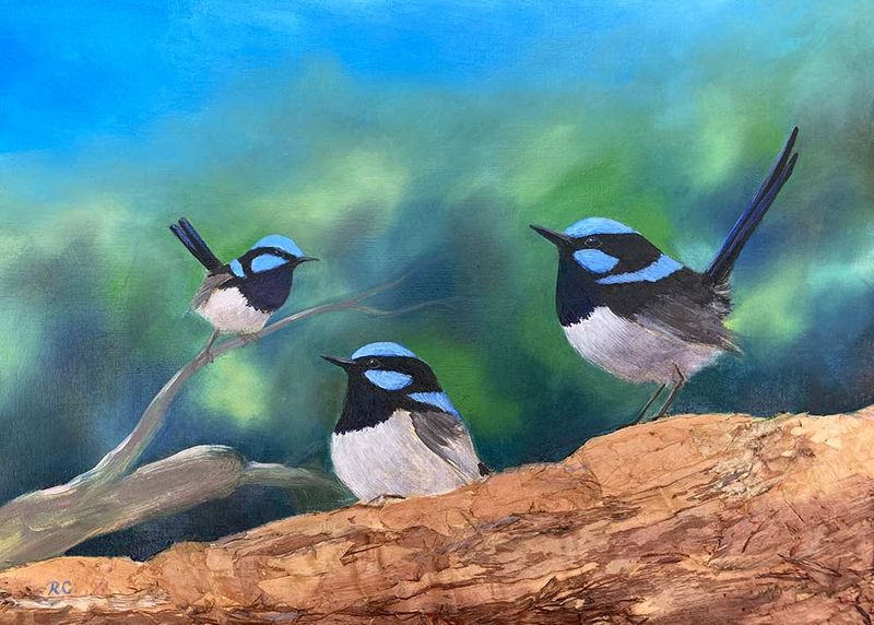 Superb Blue Wrens - beautifully hand-finished canvas reproduction artwork