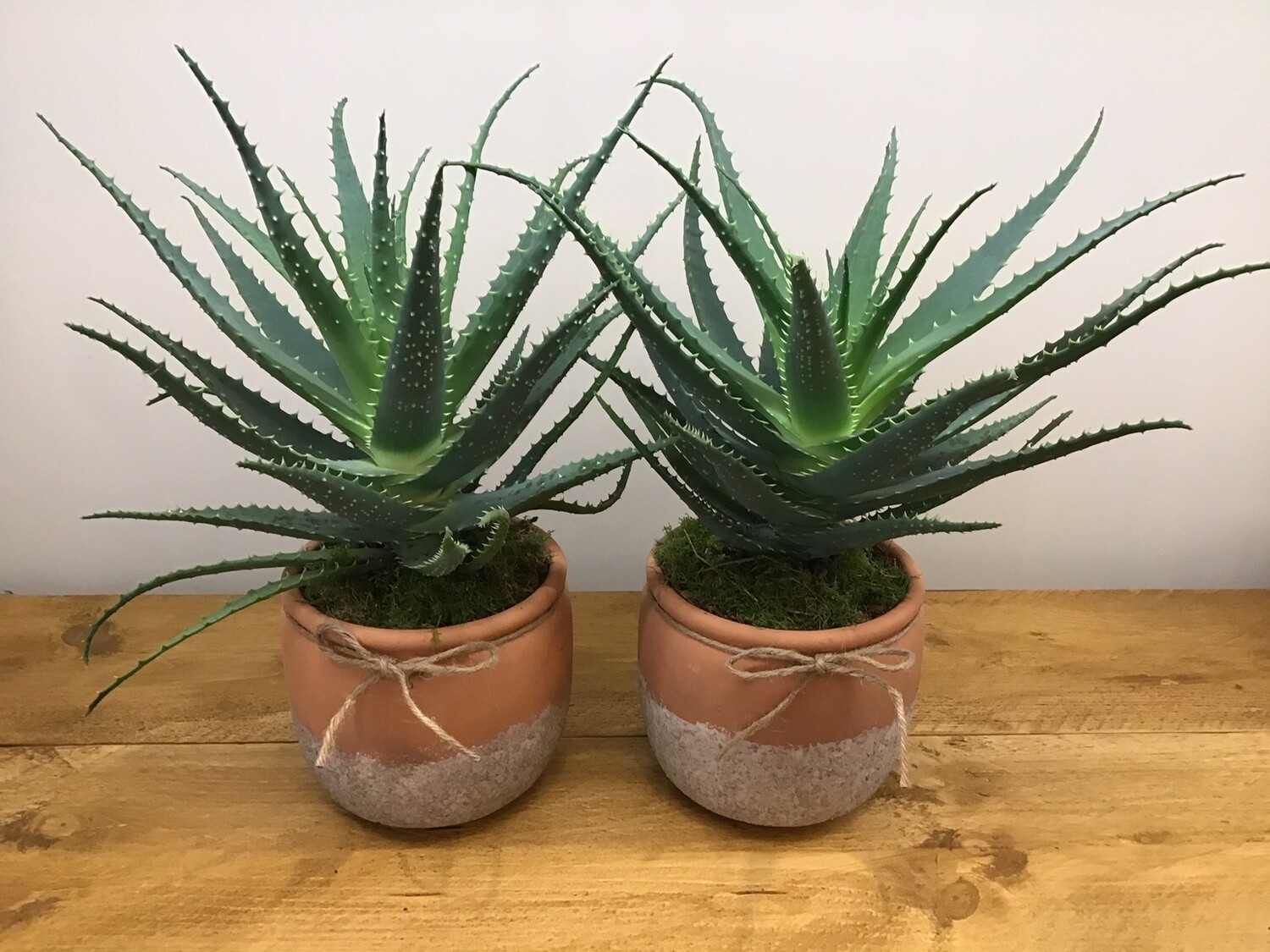 XL Aloe Vera in pot (Collection from store only ) On Mondays, Wednesdays  and Fridays 12 Noon