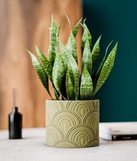 Vaso Deco Arc Vaso Deco Arc