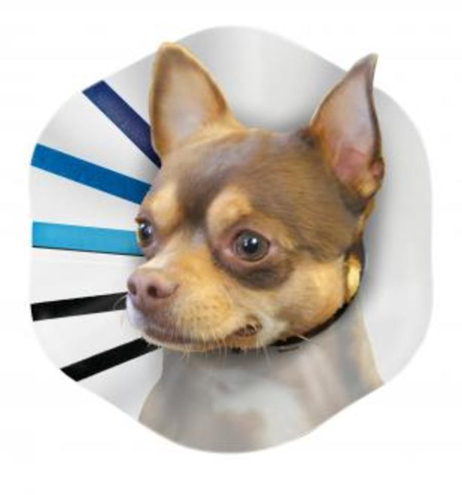 Kong - Plastic E Collar, Size: Small