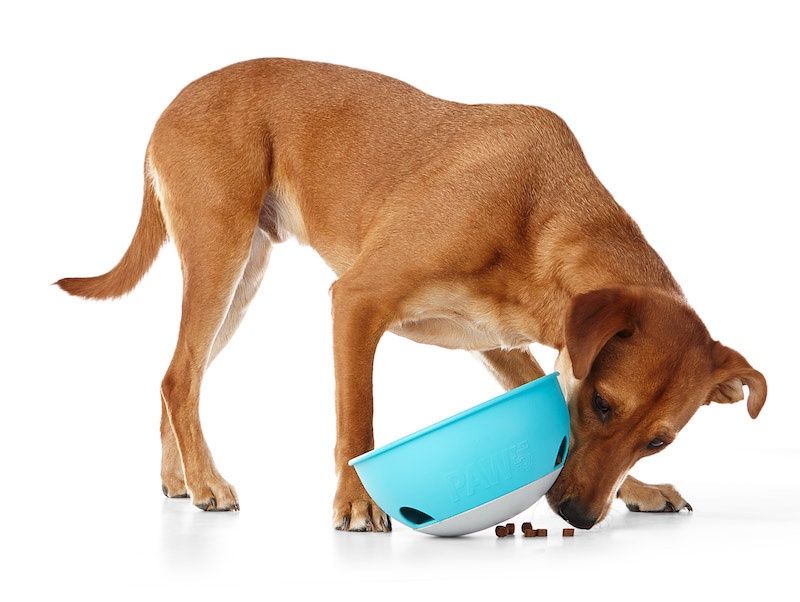 PAW5- Rock N' Bowl Slow Feeder for Dogs