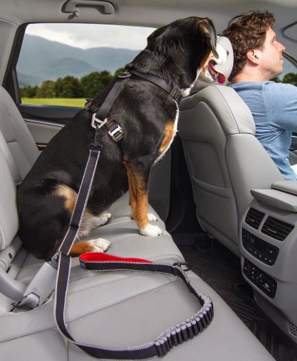 Kurgo - Leash to seatbelt - Buckle