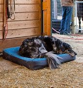 Ruff Wear - Urban Sprawl Dog Bed