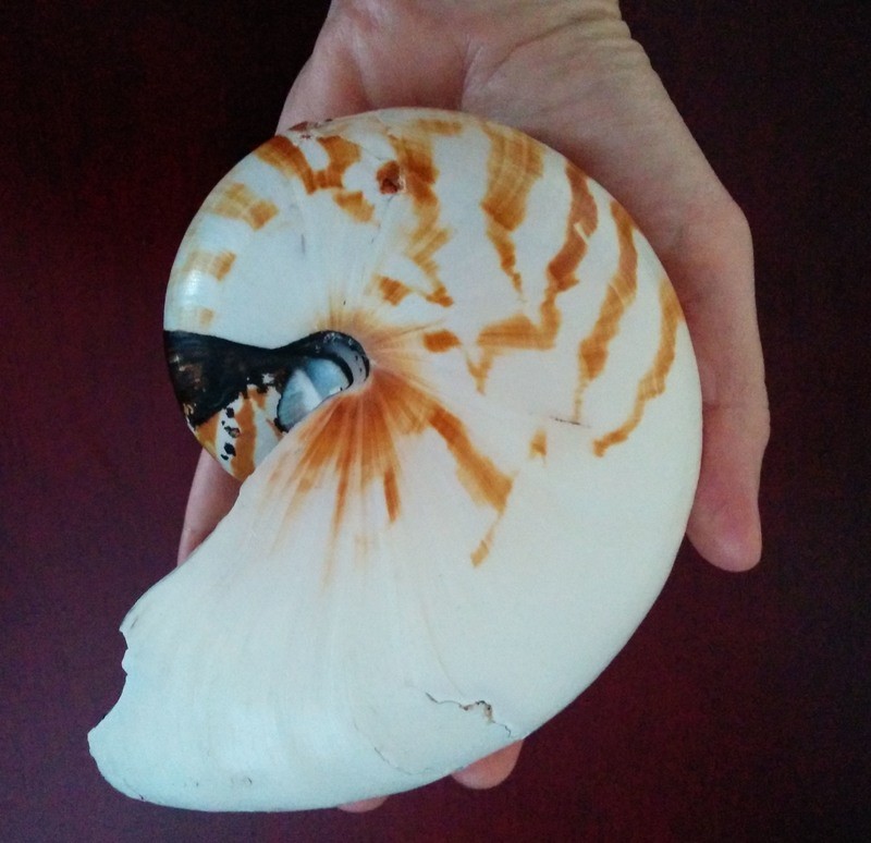 Nautilus Spiral Shell Meditation for Spiritual Growth and Inner Peace