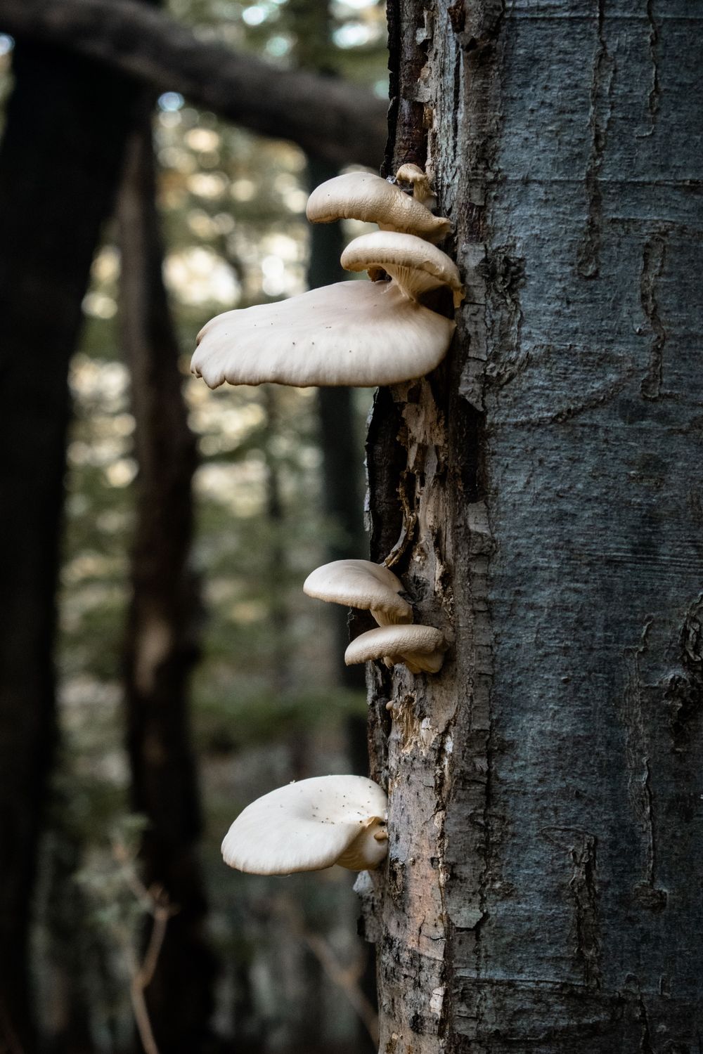 Pearl Oyster Mushroom (Pleurotus ostreatus)